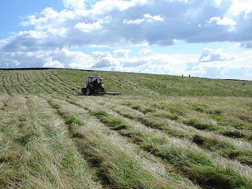 Haymaking - Big Field