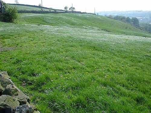 Bottom Field from the Paddock