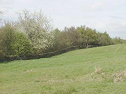 Bottom Field & boundary wall