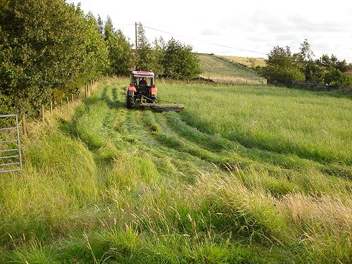 Haymaking - Paddock