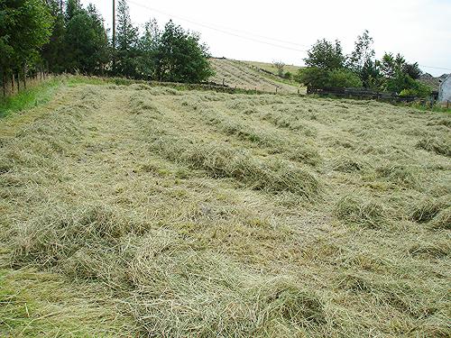 Haymaking - Paddock windrows