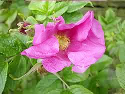 Rosa Rugosa - June 07