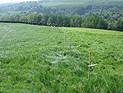 Strip grazing the paddock