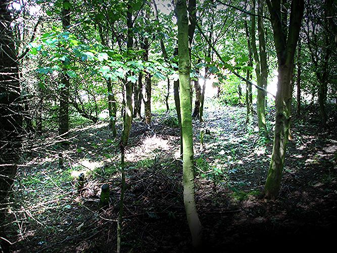 Woodland at Roundhill