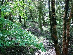 Woodland at Roundhill